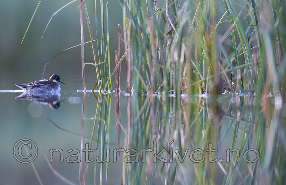BB_20170630_0160 / Phalaropus lobatus / Svømmesnipe