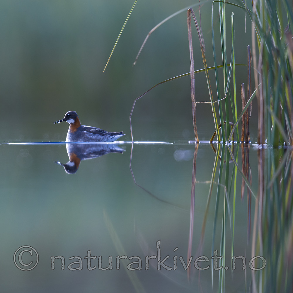 BB_20170630_0211 / Phalaropus lobatus / Svømmesnipe