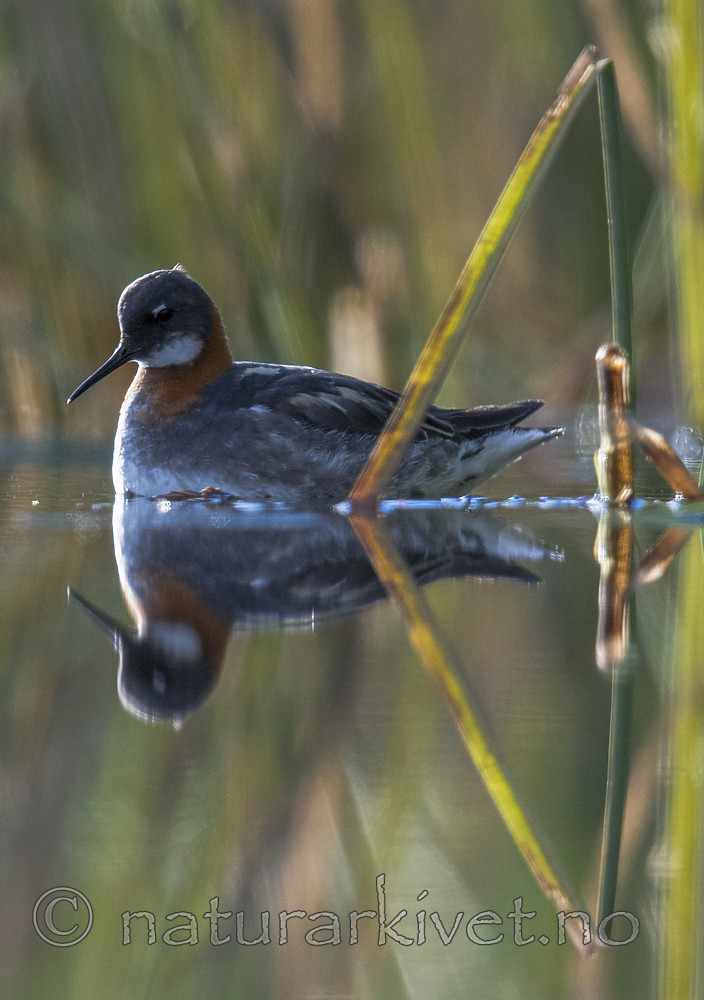 BB_20170630_0346 / Phalaropus lobatus / Svømmesnipe