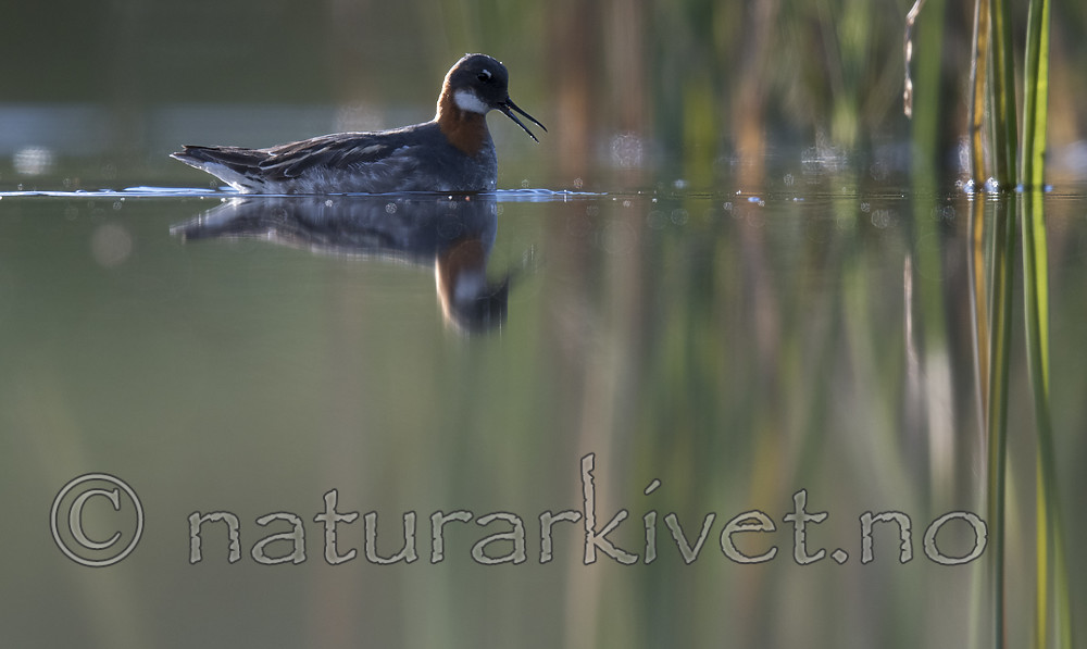 BB_20170630_0390 / Phalaropus lobatus / Svømmesnipe