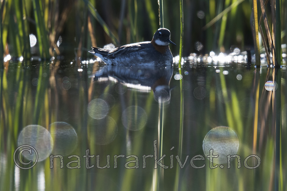 BB_20170630_0616 / Phalaropus lobatus / Svømmesnipe
