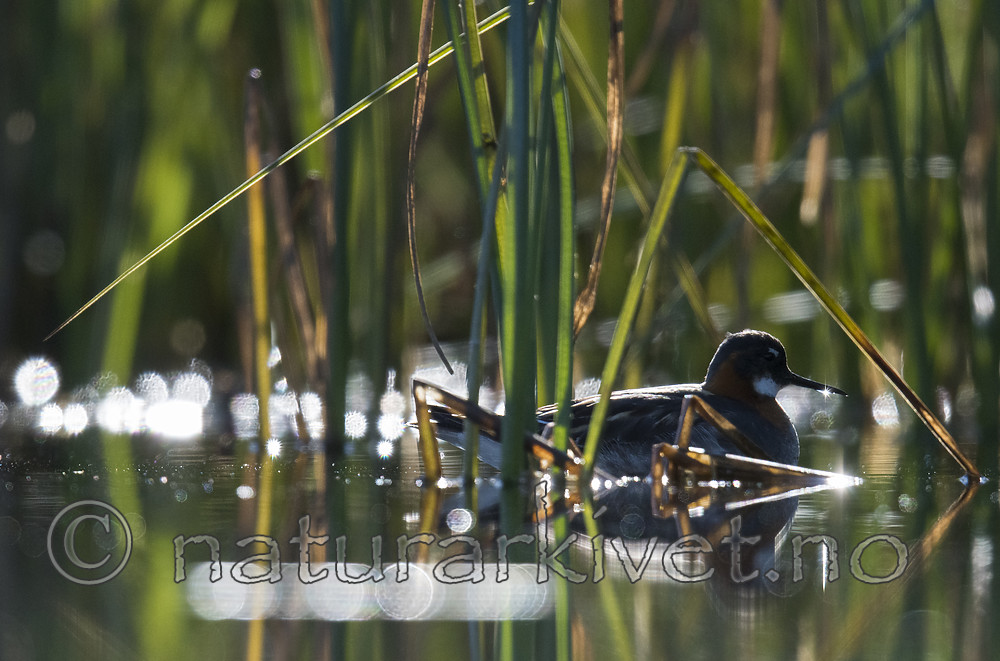 BB_20170630_0639 / Phalaropus lobatus / Svømmesnipe