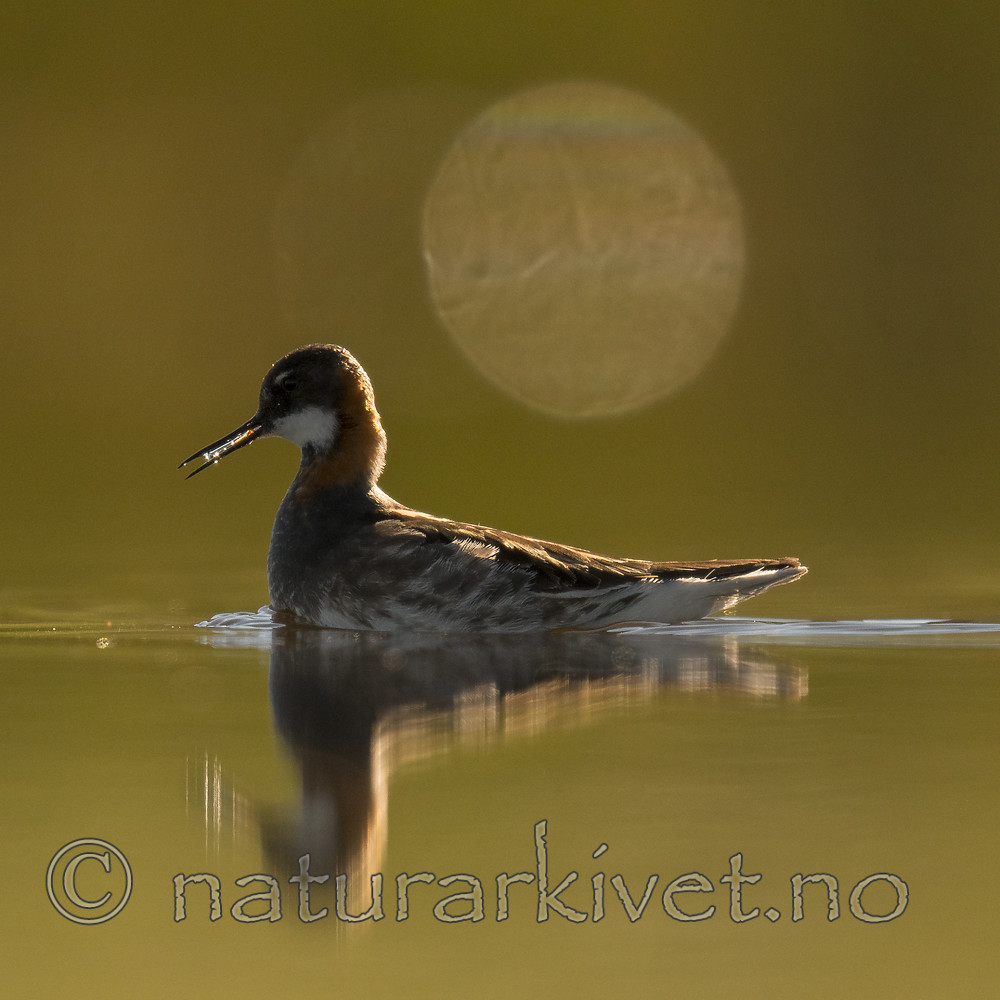 BB_20170630_0735 / Phalaropus lobatus / Svømmesnipe