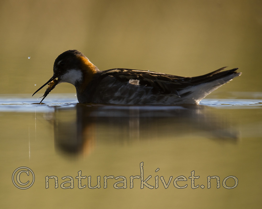 BB_20170630_0752 / Phalaropus lobatus / Svømmesnipe