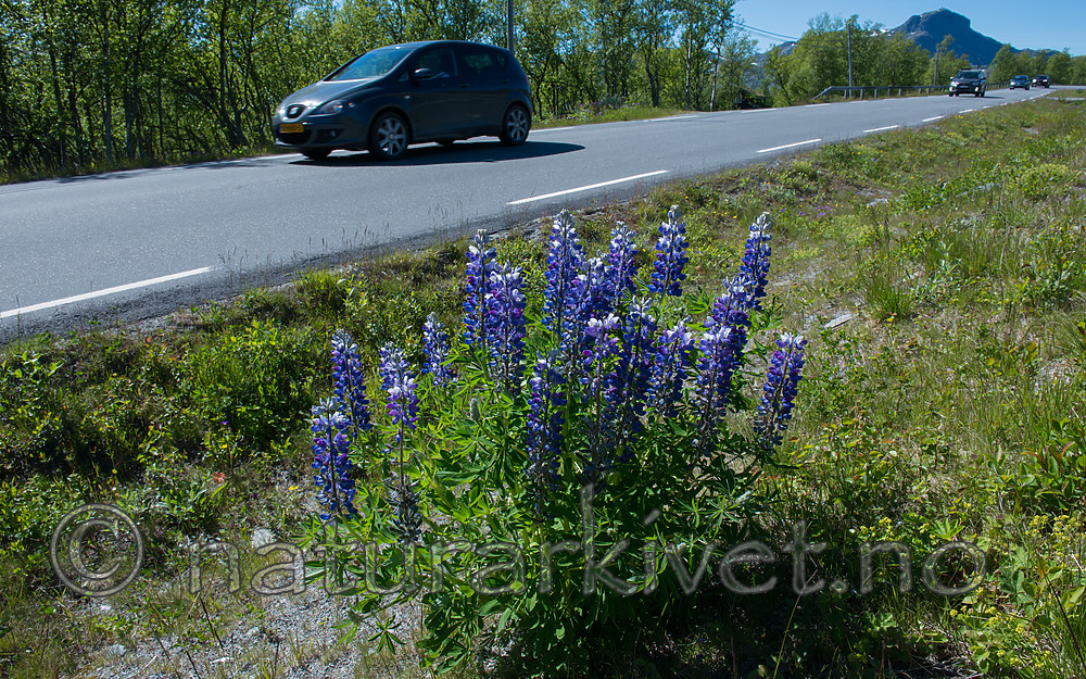 BB_20170630_0865 / Lupinus nootkatensis / Sandlupin