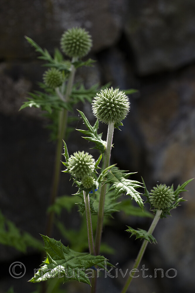 BB_20170703_0007 / Echinops sphaerocephalus / Kuletistel