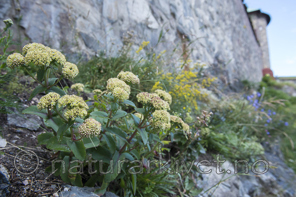 BB_20170703_0052 / Hylotelephium maximum / Smørbukk