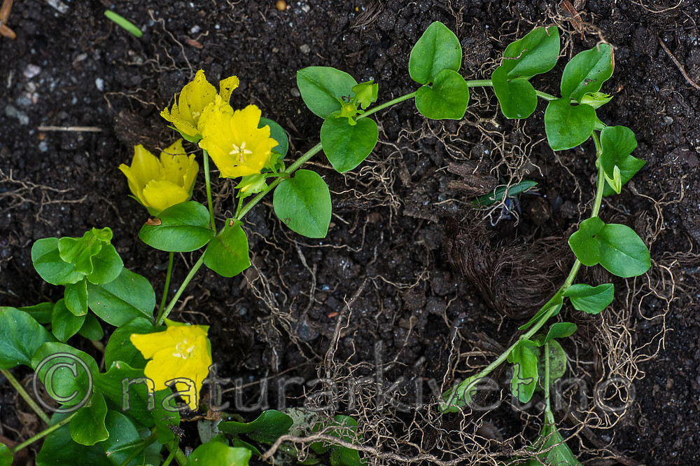 BB_20170704_0039 / Lysimachia nummularia / Krypfredløs
