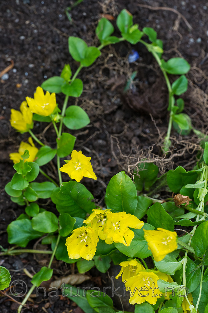 BB_20170704_0045 / Lysimachia nummularia / Krypfredløs