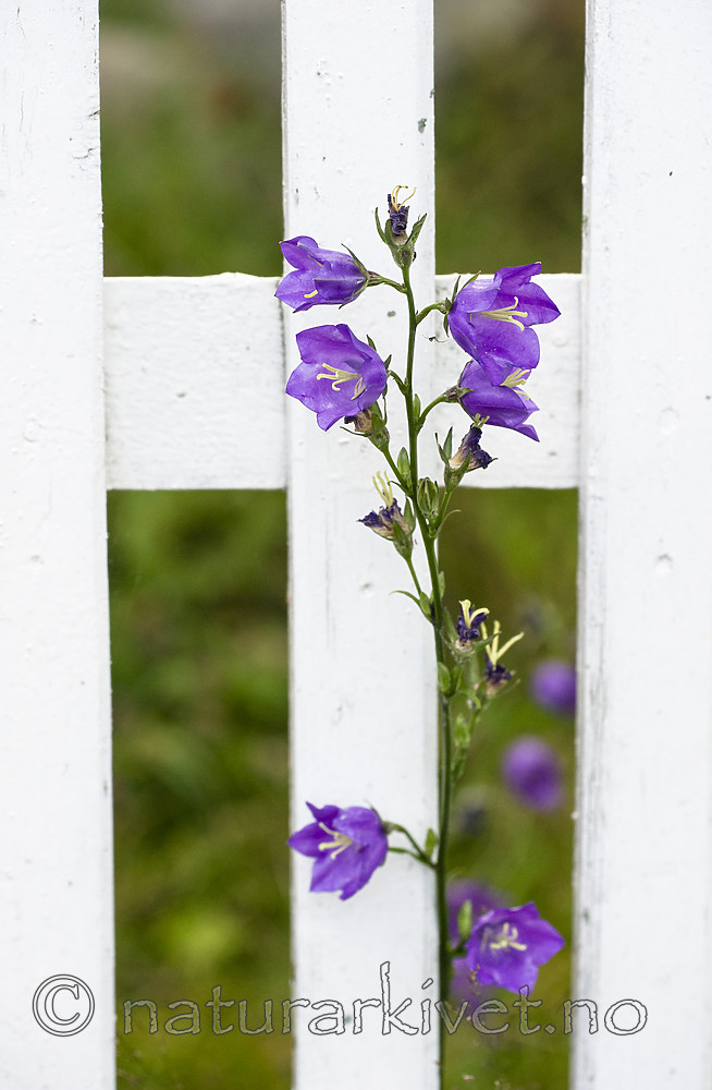 BB_20170704_0046 / Campanula persicifolia / Fagerklokke