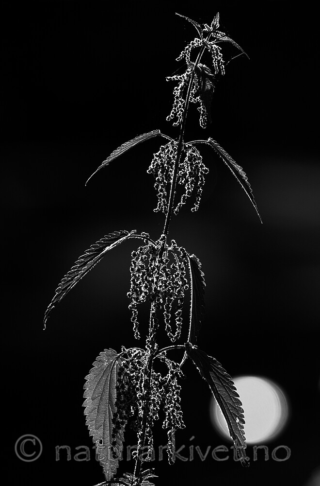BB_20170706_0007_ / Urtica dioica / Stornesle