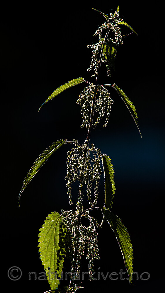 BB_20170706_0010 / Urtica dioica / Stornesle