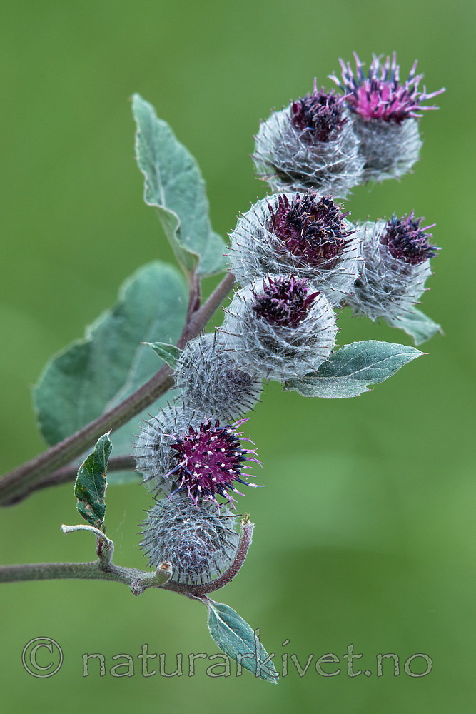 BB_20170706_0027 / Arctium tomentosum / Ullborre