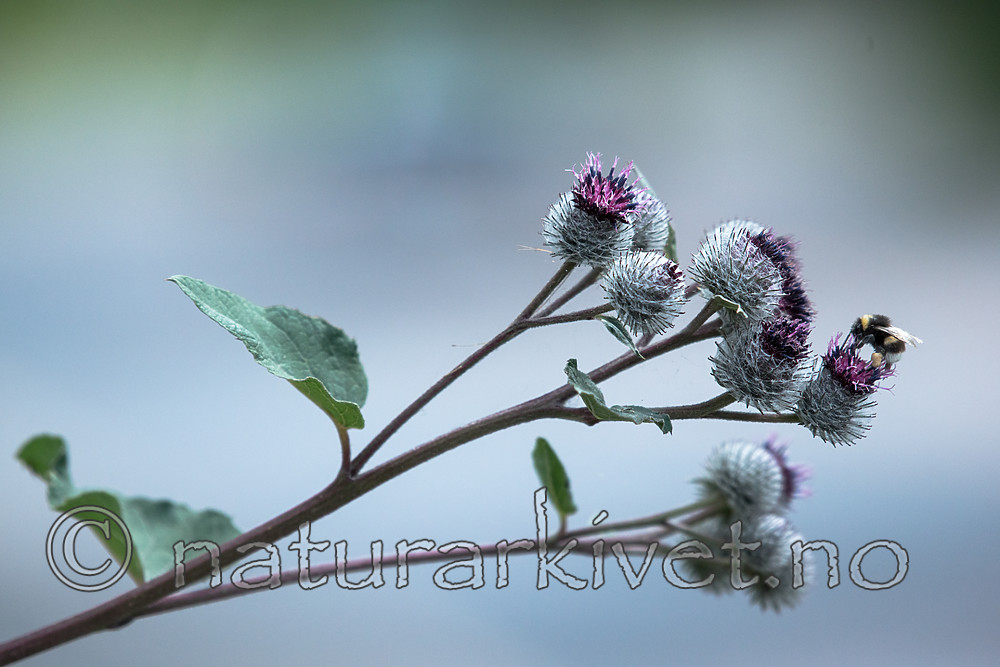 BB_20170706_0039 / Arctium tomentosum / Ullborre <br /> Bombus lucorum / Lys jordhumle