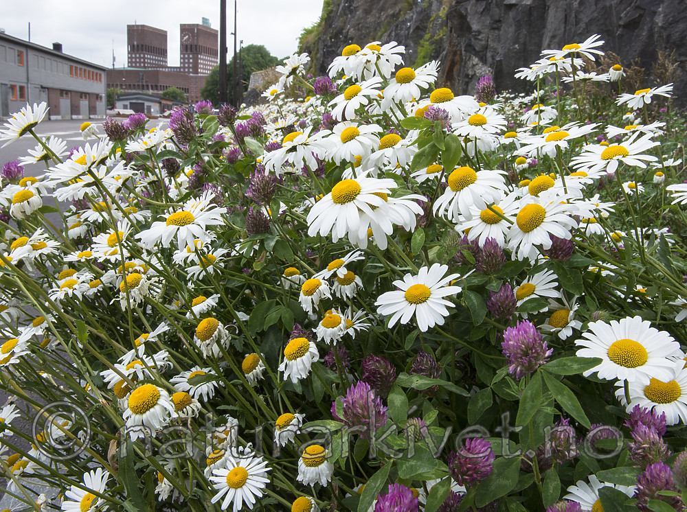 BB_20170707_0006 / Leucanthemum vulgare / Prestekrage <br /> Trifolium pratense / Rødkløver