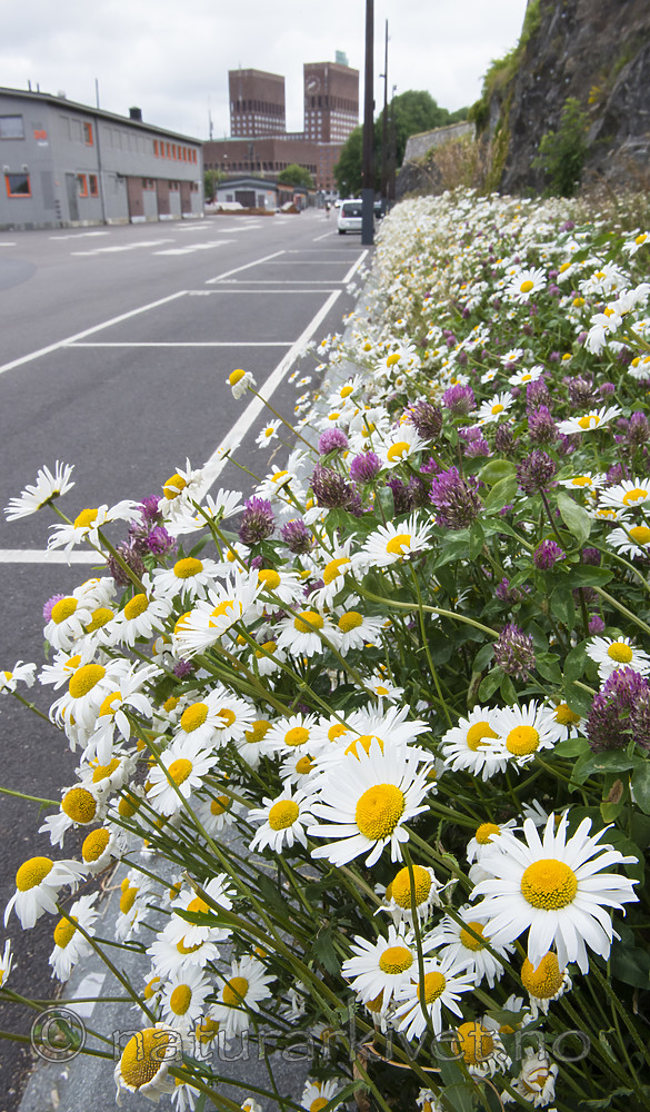 BB_20170707_0023 / Leucanthemum vulgare / Prestekrage <br /> Trifolium pratense / Rødkløver