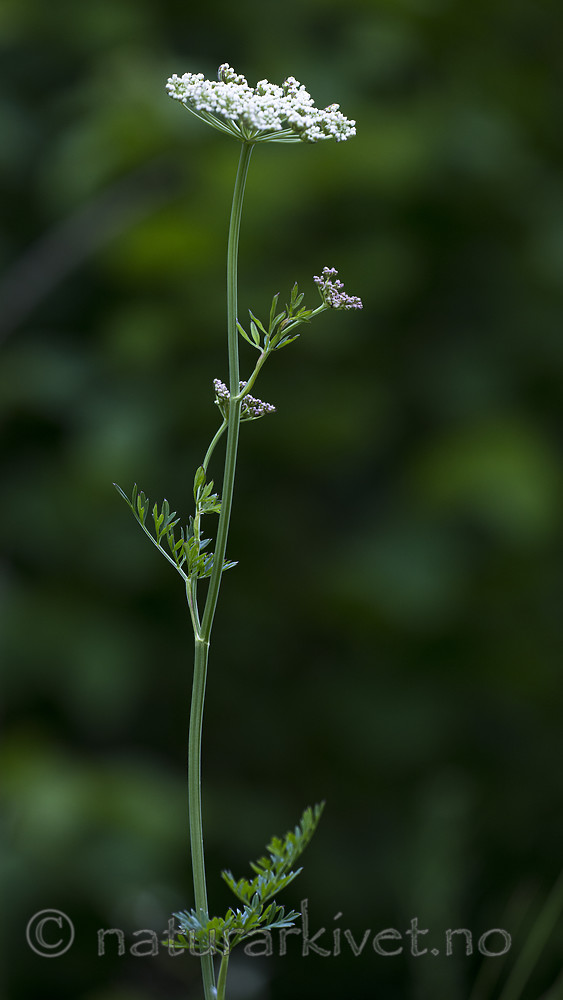 BB_20170709_0014 / Selinum carvifolia / Krusfrø
