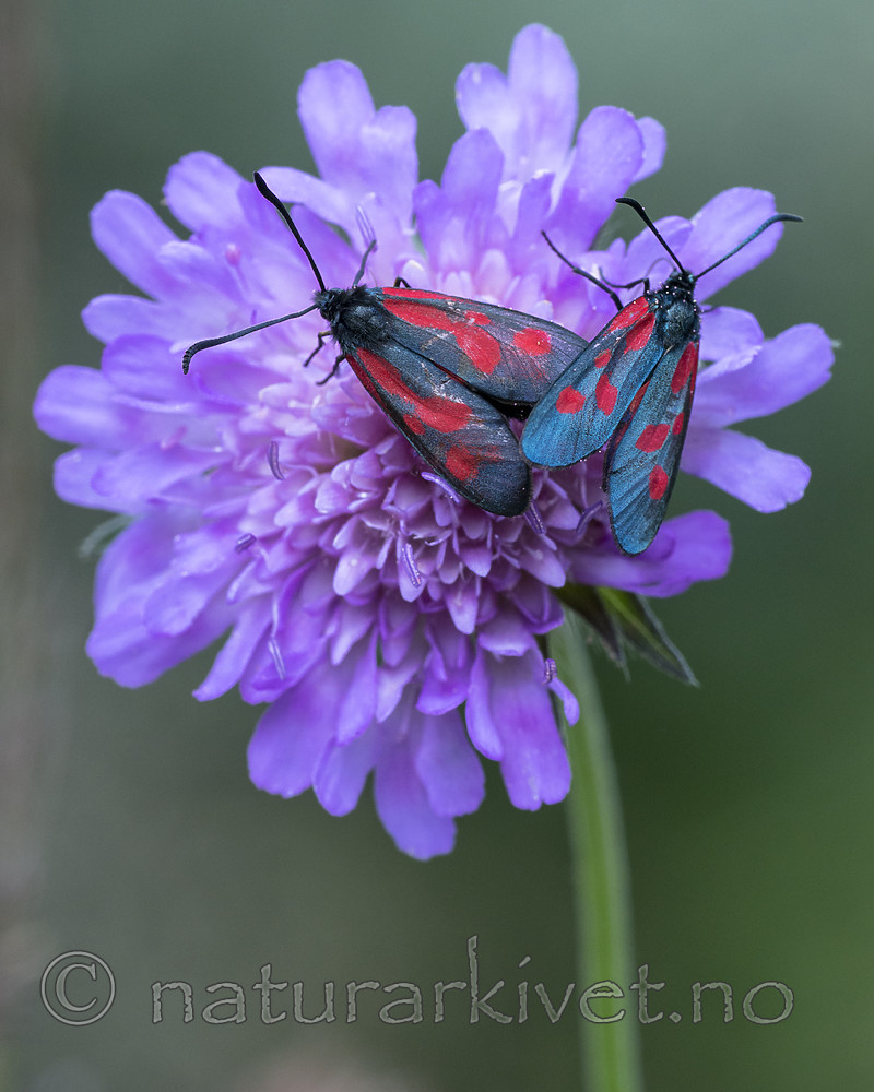 BB_20170709_0060 / Knautia arvensis / Rødknapp <br /> Zygaena viciae / Liten bloddråpesvermer