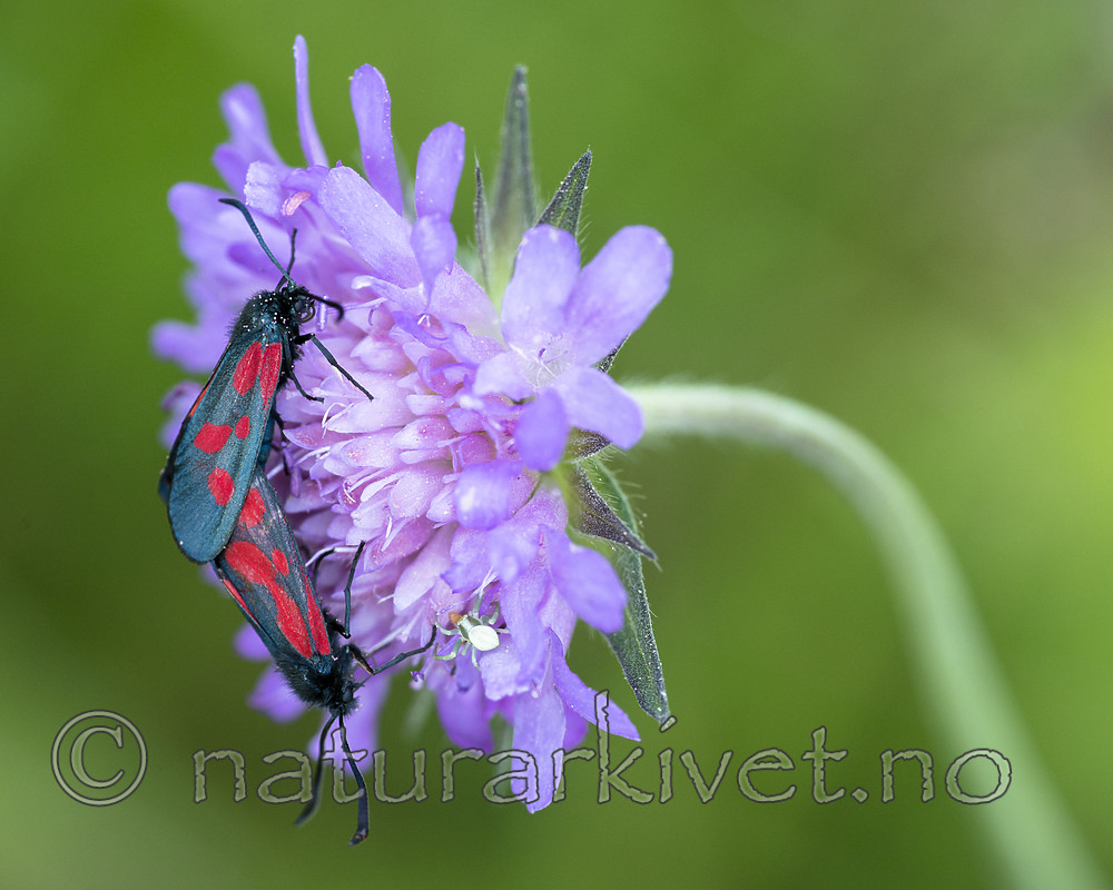 BB_20170709_0086 / Knautia arvensis / Rødknapp <br /> Zygaena viciae / Liten bloddråpesvermer