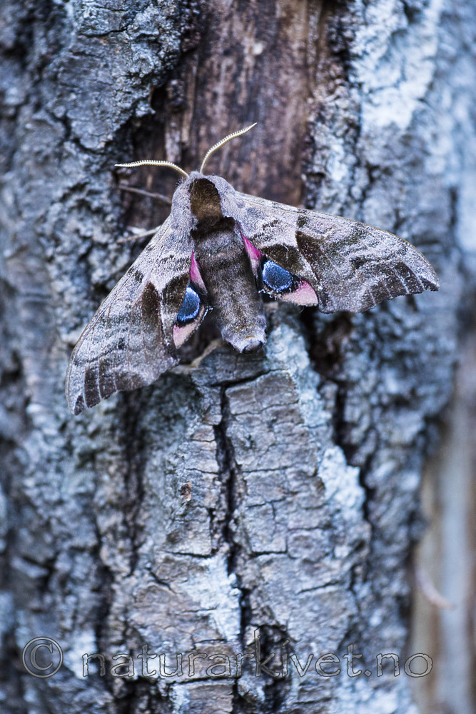 BB_20170709_0105 / Smerinthus ocellata / Kveldpåfugløye