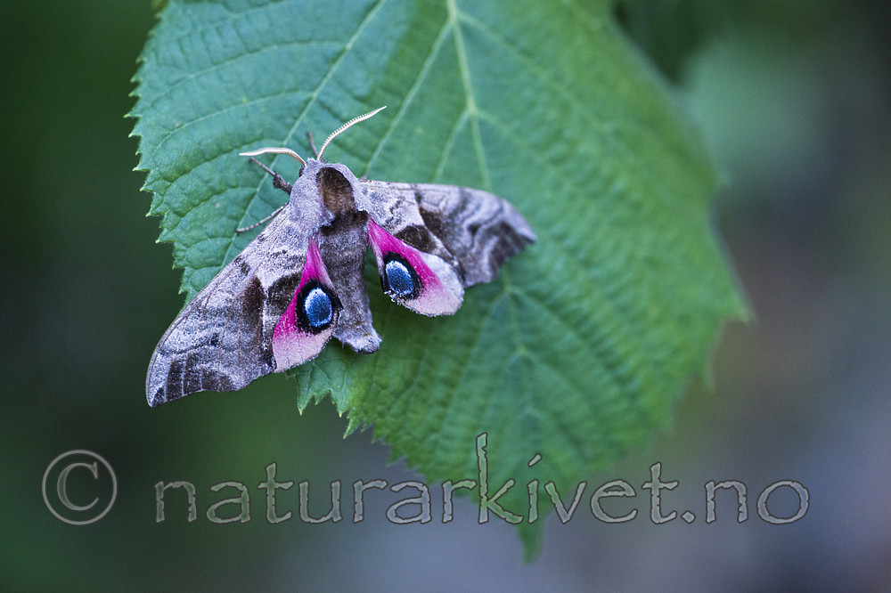 BB_20170709_0120 / Smerinthus ocellata / Kveldpåfugløye