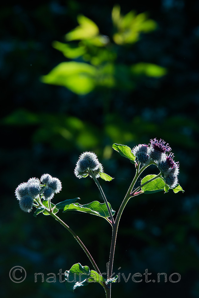 BB_20170713_0027 / Arctium tomentosum / Ullborre