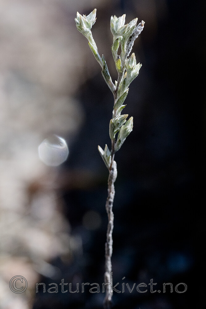 BB_20170716_0032 / Logfia minima / Gaffelullurt