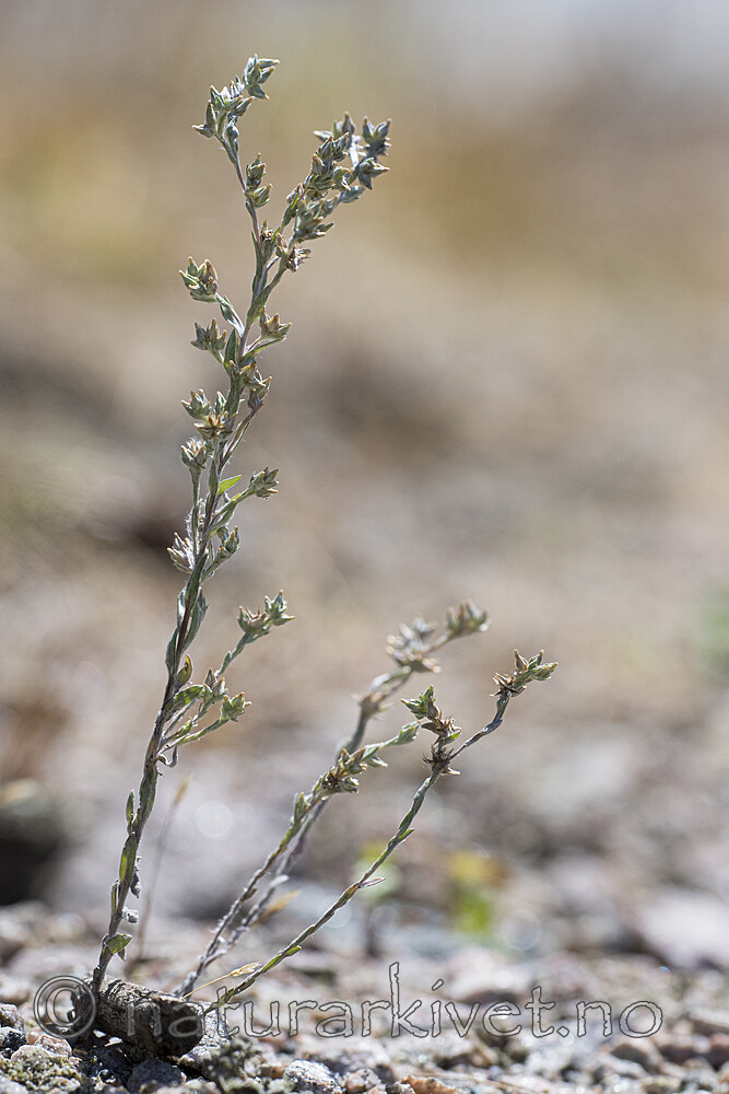 BB_20170716_0078 / Logfia minima / Gaffelullurt