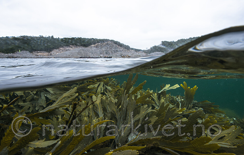 BB_20170719_0076-Forbedret-NR