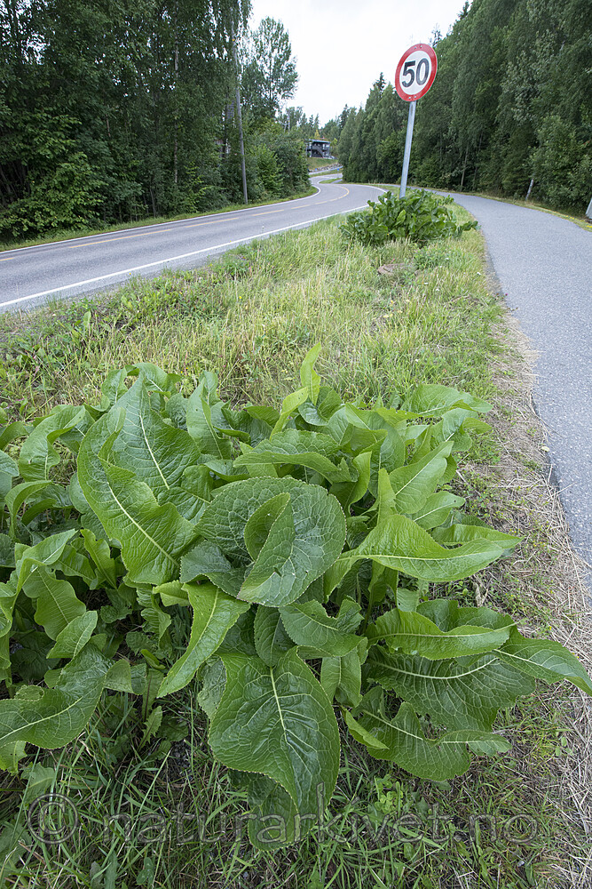 BB_20170730_0007 / Armoracia rusticana / Pepperrot