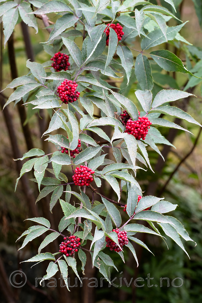BB_20170730_0417 / Sambucus racemosa / Rødhyll