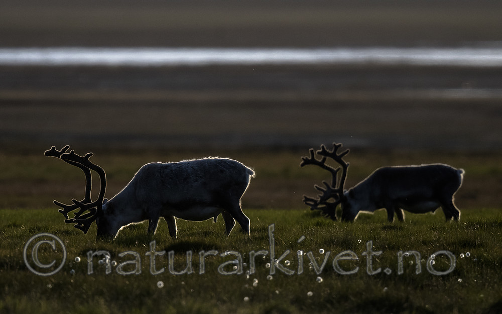 BB_20170801_0048 / Rangifer tarandus platyrhynchus / Svalbardrein