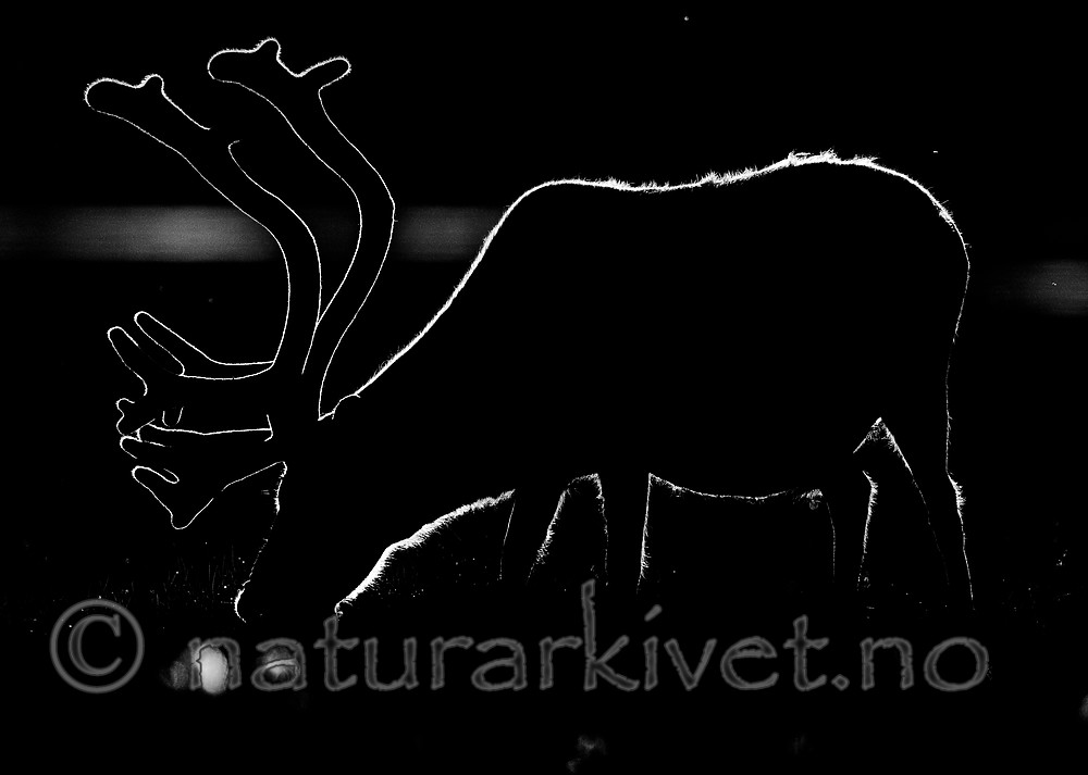 BB_20170801_0102 / Rangifer tarandus platyrhynchus / Svalbardrein