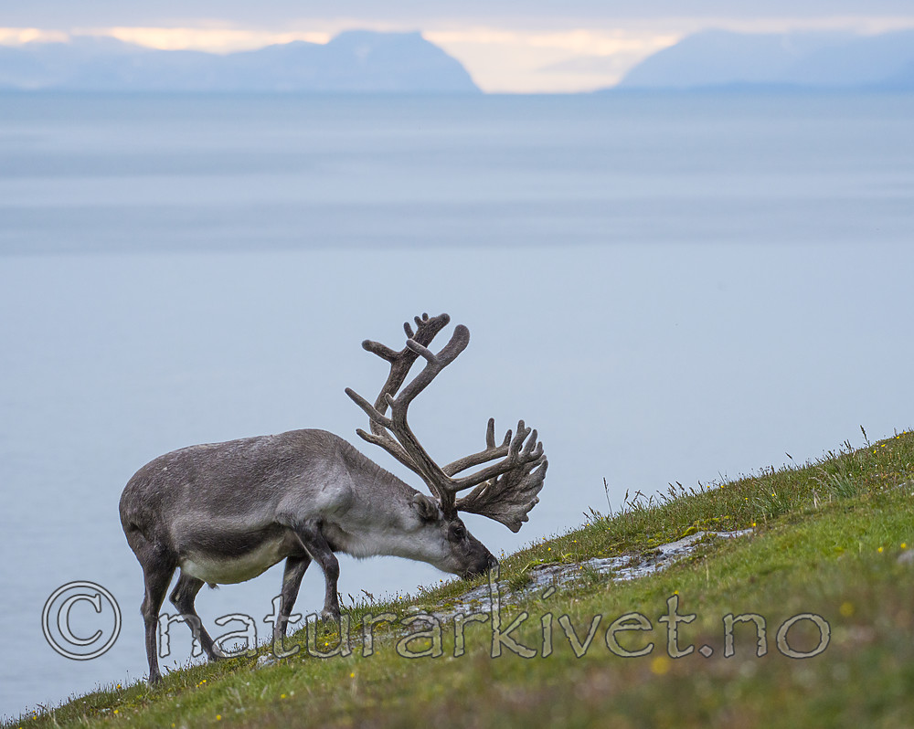 BB_20170801_1300 / Rangifer tarandus platyrhynchus / Svalbardrein