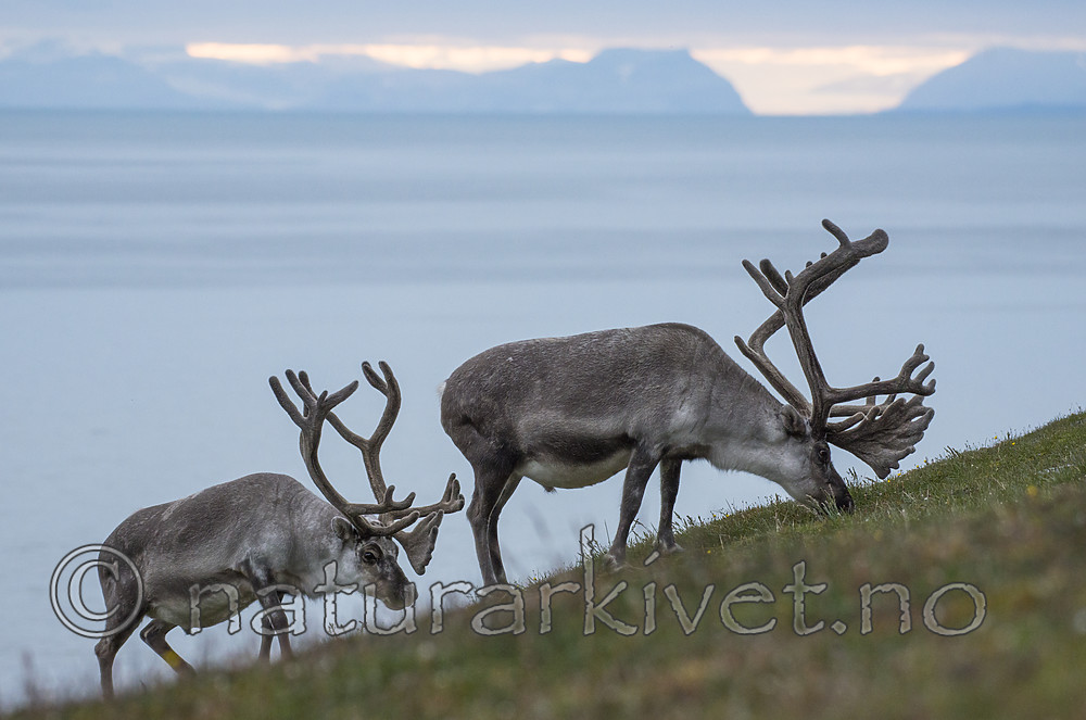 BB_20170801_1313 / Rangifer tarandus platyrhynchus / Svalbardrein