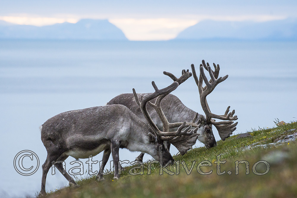 BB_20170801_1314 / Rangifer tarandus platyrhynchus / Svalbardrein