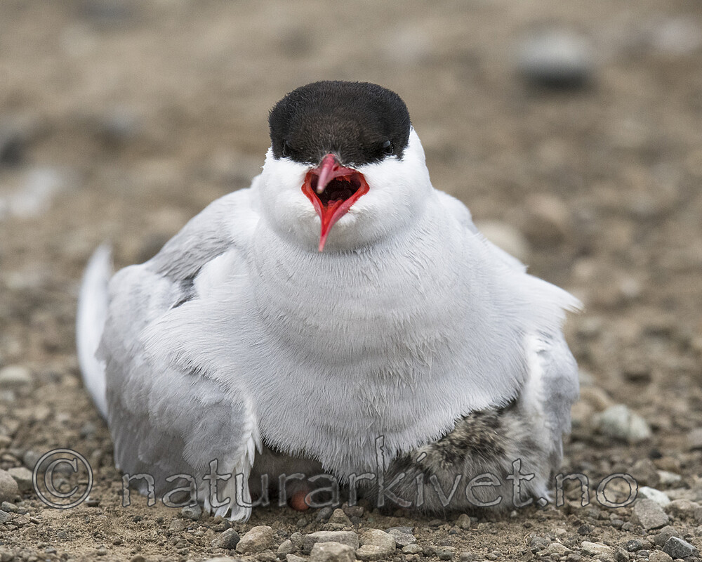 BB_20170802_0128 / Sterna paradisaea / Rødnebbterne