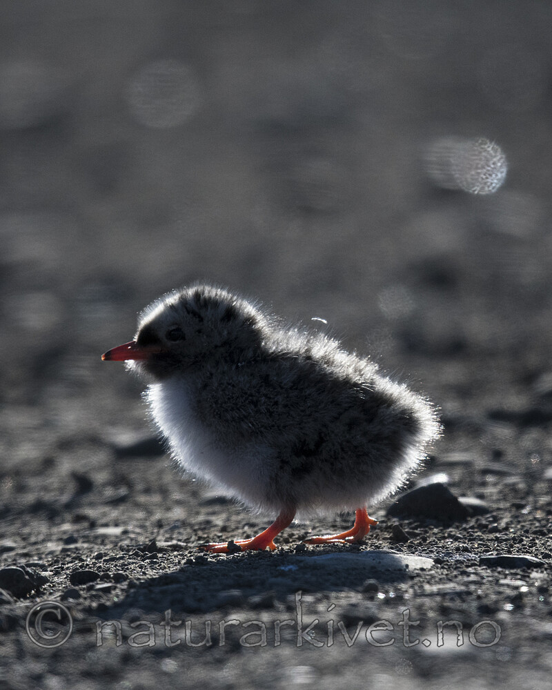 BB_20170802_1059 / Sterna paradisaea / Rødnebbterne