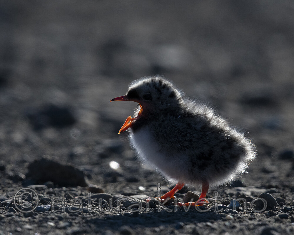 BB_20170802_1060 / Sterna paradisaea / Rødnebbterne