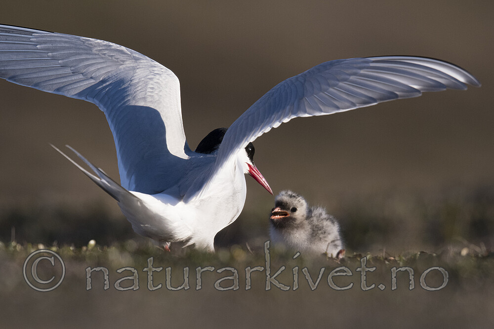 BB_20170802_1598 / Sterna paradisaea / Rødnebbterne