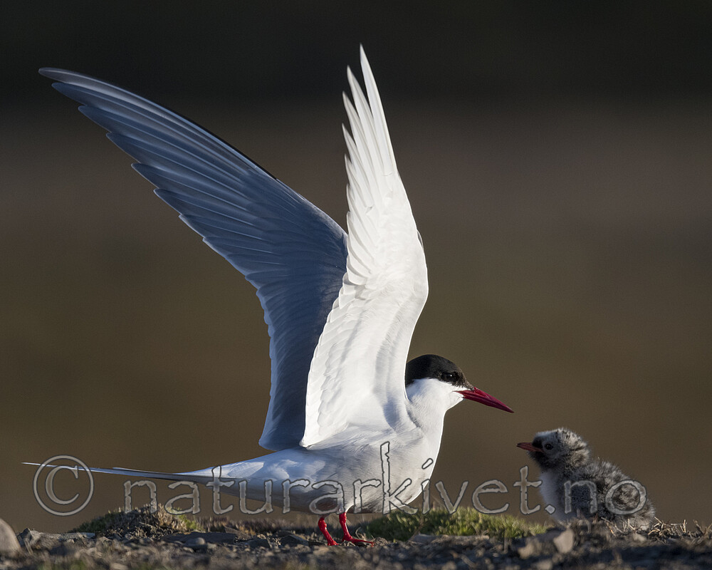 BB_20170802_1705 / Sterna paradisaea / Rødnebbterne