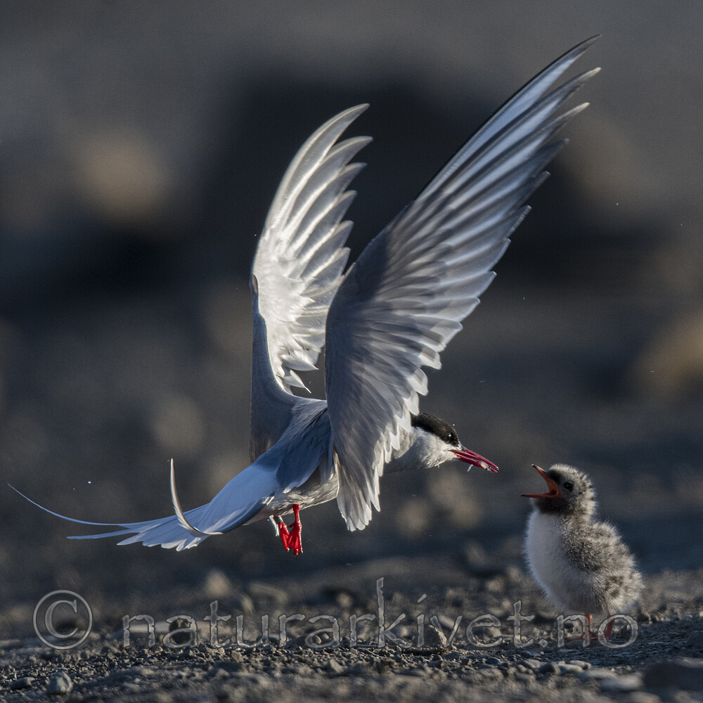 BB_20170802_1741 / Sterna paradisaea / Rødnebbterne
