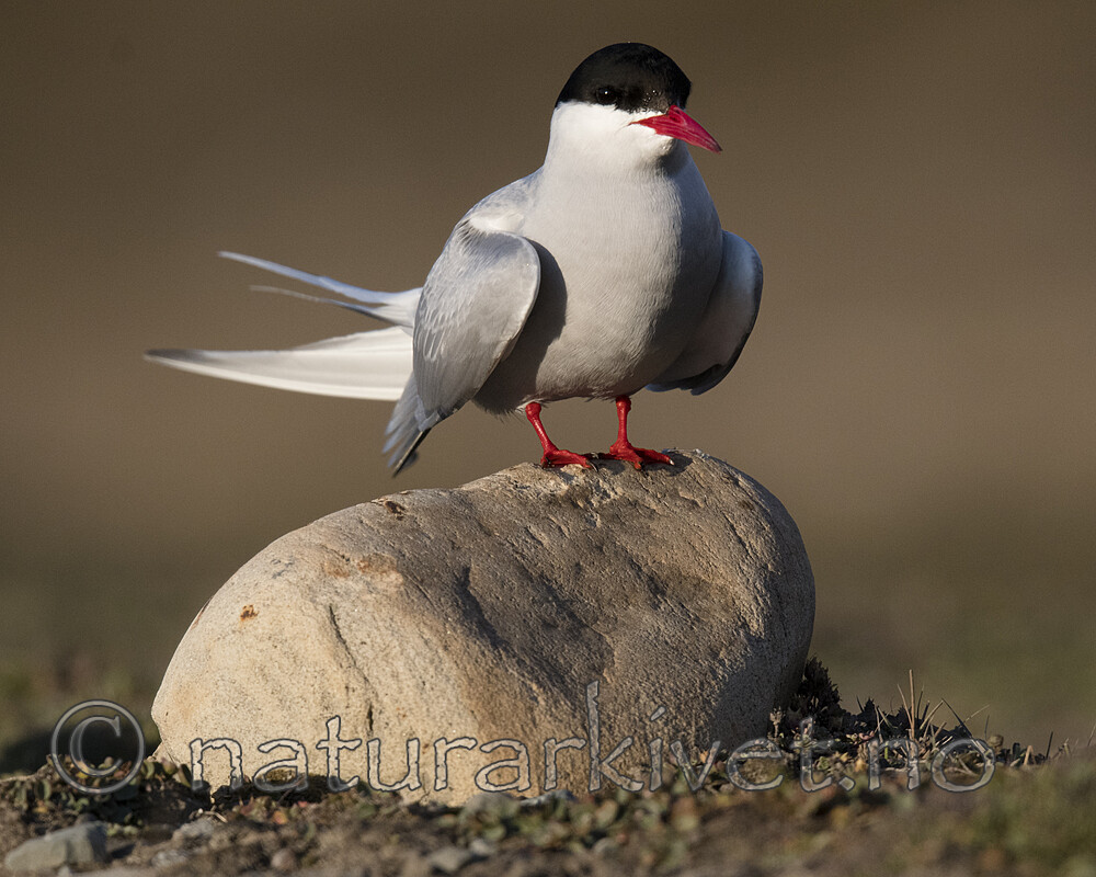 BB_20170802_1894 / Sterna paradisaea / Rødnebbterne