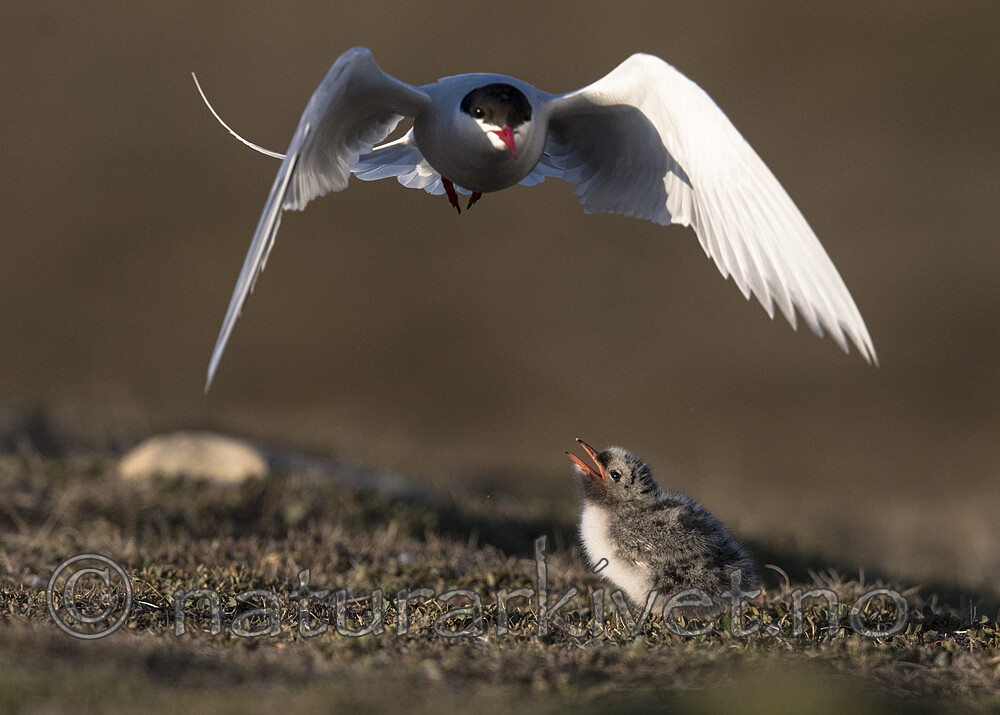 BB_20170802_1955 / Sterna paradisaea / Rødnebbterne
