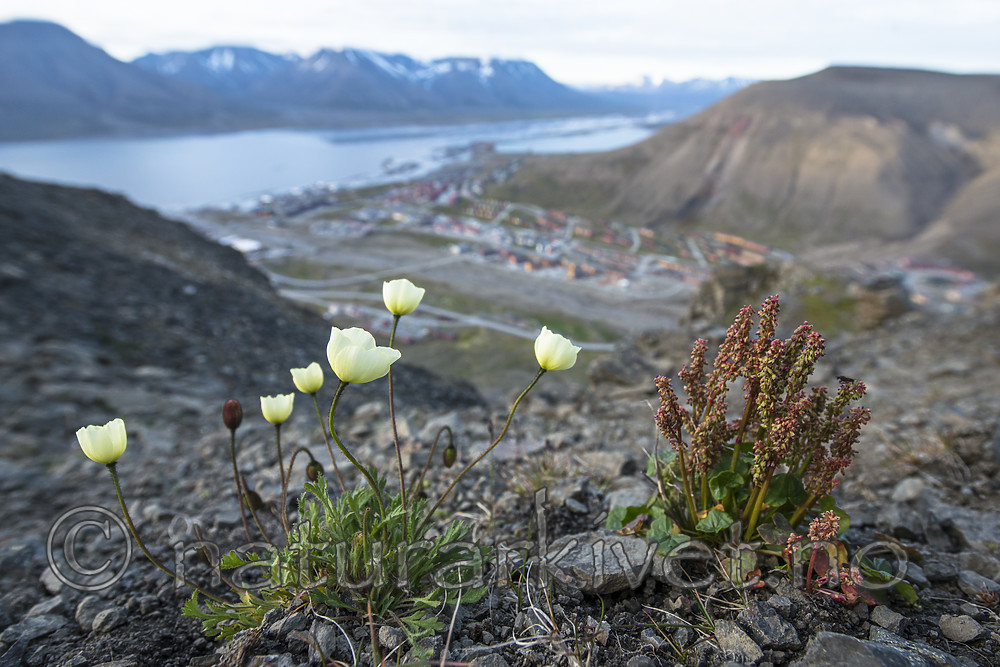 BB_20170804_0060 / Oxyria digyna / Fjellsyre <br /> Papaver dahlianum / Polarvalmue