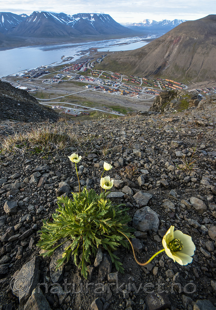 BB_20170804_0095 / Papaver dahlianum / Polarvalmue