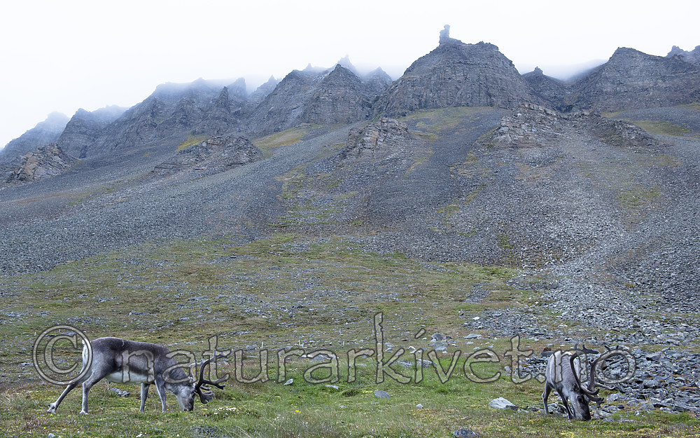 BB_20170805_0536 / Rangifer tarandus platyrhynchus / Svalbardrein
