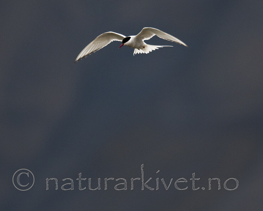 BB_20170805_0681 / Sterna paradisaea / Rødnebbterne