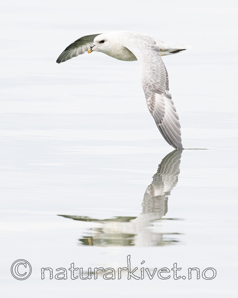 BB_20170806_0631 / Fulmarus glacialis / Havhest