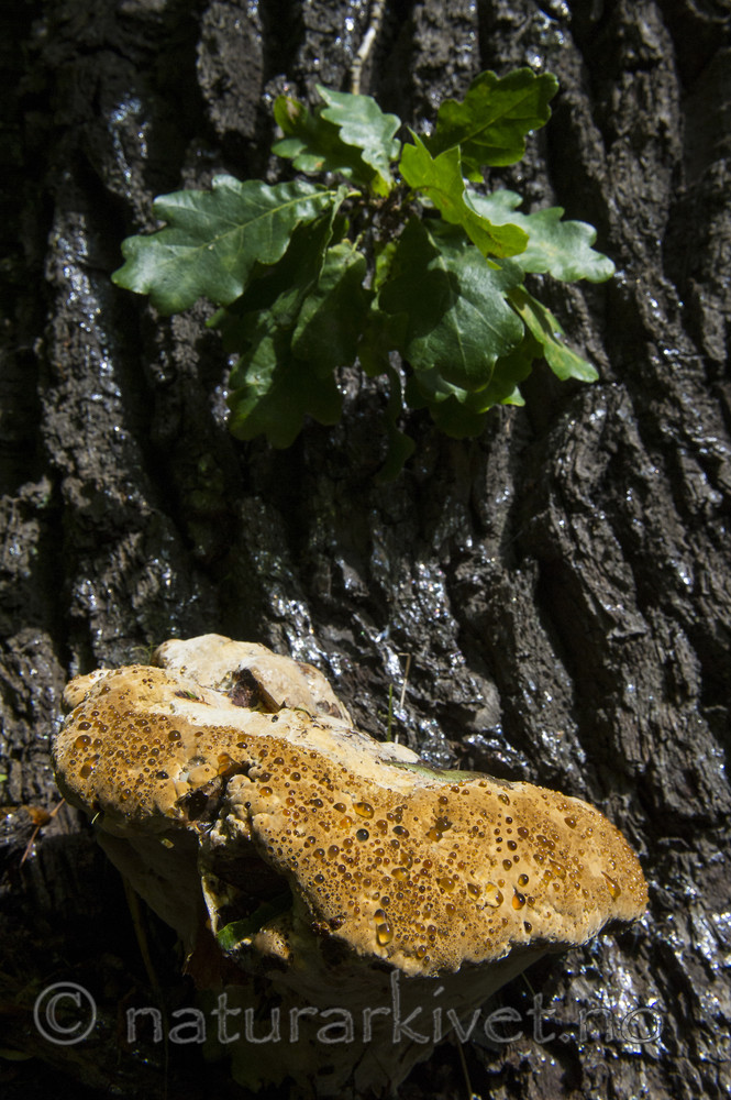 BB_20170812_0029 / Inonotus dryadeus / Tårekjuke <br /> Quercus robur / Sommereik